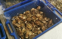 Agadir : Suspension de la récolte et la commercialisation des moules de la zone conchylicole