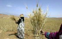 La FAO soutient le programme de transformation agroalimentaire du Maroc