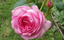 Rose à parfum : La production prévisionnelle estimée à 4.800 tonnes en 2025