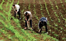 Agriculture familiale : Les pistes du CESE pour un renouveau durable [INTÉGRAL]