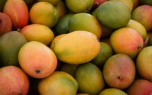 Les importations marocaines de mangues ont doublé depuis 2020