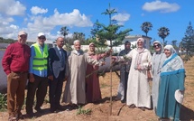 ​Araucaria : Quand l'Araucaria s'élève, El Jadida respire !