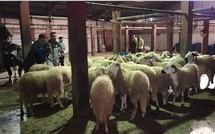​Sidi Bennour : 200 moutons stoppés net à l’abattoir