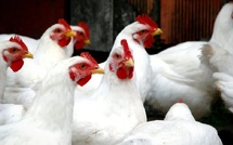 Aïd Al-Adha : Les prix du poulet grimpent en flèche