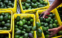 Exportations d’avocats : Le Maroc franchit le cap des 100.000 tonnes