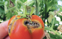 Agriculture : Ces ravageurs qui grignotent notre souveraineté alimentaire