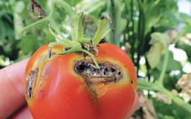 Agriculture : Ces ravageurs qui grignotent notre souveraineté alimentaire [INTÉGRAL]