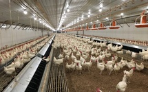 Le Maroc suspend ses importations de volaille depuis le Brésil