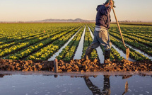 Tenue du 6ème Congrès de l'Union Générale des agriculteurs du Maroc sous le signe de la souveraineté alimentaire