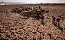 Rapport NDMC-UNCCD : Radiologie des sévères impacts de la sécheresse sur l’agriculture et l’élevage
