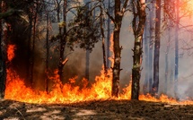 Risque extrême d’incendies à Chefchaouen, Taounate et Taza : l’ANEF appelle à la vigilance