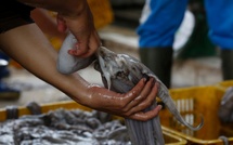 Pêche : Ouverture de la campagne estivale du poulpe après une phase de repos biologique (Secrétariat d’État)