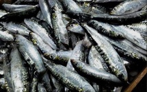 ​El Jadida : la sardine prend le large – L’Opinion sonde le littoral en tension
