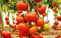 ​Tomate: La région agricole Al Oualja des Doukkala cherche à renouer avec son passé exportateur