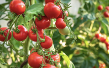 Exportations agricoles : 80 millions de kilos de tomates marocaines écoulés en Espagne