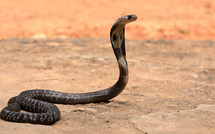 ​Essaouira : Un Cobra fauche un père et son Fils à Tadzi