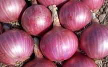 Les exportations marocaines d’oignon ont quintuplé cette saison agricole