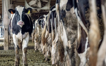 Prix du lait vs viande : Deux dynamiques opposées affectent les éleveurs