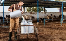 Prix du lait vs viande : Deux dynamiques opposées affectent les éleveurs [INTÉGRAL] 