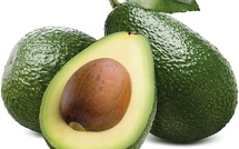 Le Maroc troisième plus grand producteur d’avocats en Afrique
