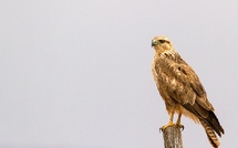 Conservation des rapaces : Une stratégie nationale voit le jour