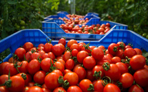 Exportations agricoles : Près de 10 milliards de dirhams vers l’Espagne au premier semestre 2025