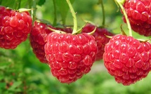 Ascension remarquable des framboises marocaines à l'export en 2025 