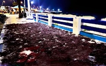 Coup de gueule de Sidi Bouzid: Étalage d'algues marines, piétons en détresse !