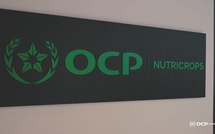 Engrais phosphatés : OCP Nutricrops se lancent dans la transformation du CO₂ capturé en solutions durables