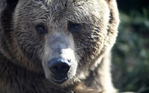 ​Un touriste espagnol blessé par un ours au Japon