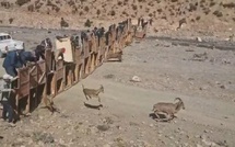 Le Maroc relâche 20 mouflons à manchettes dans le Parc national du Haut Atlas oriental