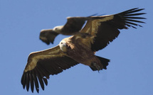 Biodiversité : Quand le Maroc prend les rapaces sous son aile