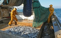 ​Safi, phare d'une pêche en regain