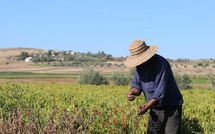 Zones rurales  : Un milliard de dirhams pour dynamiser l’emploi