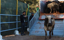 Importation de bovins : le gouvernement double le quota des exonérations