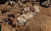 Lancement officiel de l’aide directe aux éleveurs pour reconstituer le cheptel national