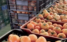 Tomates : les exportateurs marocains dénoncent une campagne de dénigrement en Europe