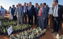 ​El Jadida: Le ministre de l'agriculture Ahmed El Bouari lance un projet de plantation de cactus résistant à la cochenille à Boulaouane