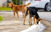 Animaux errants: Mobilisation d’une enveloppe de 117 millions de dirhams