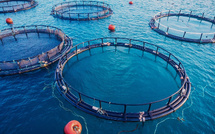 Aquaculture : La Banque Mondiale confirme le potentiel d’un Maroc leader de l’économie bleue