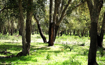 Biodiversité – Maâmora : les chênes-lièges, derniers remparts climatiques du Maroc