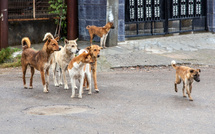 ​Agadir : Ouverture d’un centre d’accueil pour chiens errants