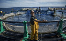 Aquaculture marine : 300 fermes autorisées