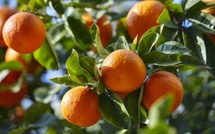 Maroc : les exportations de mandarines vers la Russie bondissent de 74 % en 2025