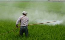 L'UE exporte des pesticides interdits vers l'Afrique