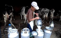 ​Sidi Bennour : le retard de paiement des coopératives laitières attise la colère des éleveurs