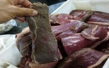 ​Tanger: La gendarmerie royale déjoue un trafic de 952 kilos de viande viande avariée