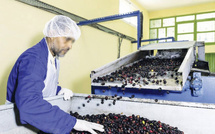 Filière oléicole : Tensions au secteur, malgré les records de production !