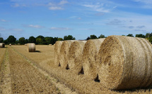 Le Maroc valide l’entrée du foin brésilien sur son marché