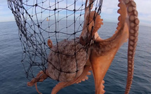Pêche au poulpe: Lancement de la campagne hivernale